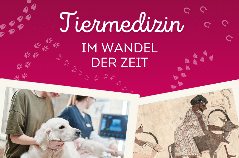 Tiergesundheit im Wandel der Zeit