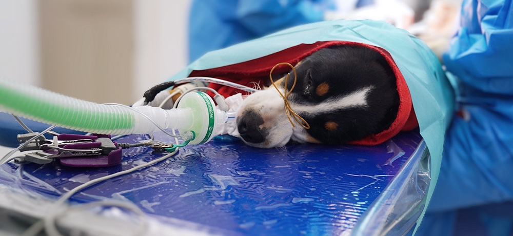 Hund auf Lagerungsmatte